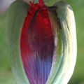 une fleur par jour