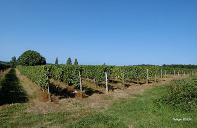 VIGNOBLE DE BELLOCQ EN ETE