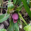 Bouquet du Vendredi et jardin d'hiver