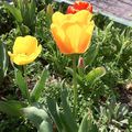 La tulipe de la directrice