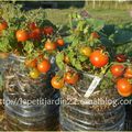 Des tomates sans mildiou dans des systèmes du petit jardin des écoliers