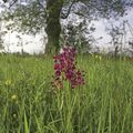 Orchis laxiflora