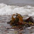 Rosemarkie beach photos