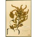 "Native Plants of Virginia: Selections from the University of Richmond Herbarium'