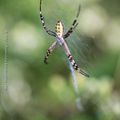 Argiope frrelon * Wasp spider