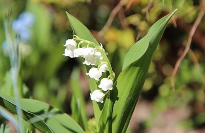 Muguet de...