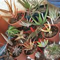 Nurserie d'Aloes abrités pour l'hiver