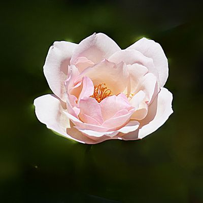 Les fleurs du samedi N°239 du 08-11-2025