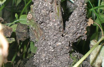 Des fourmis qui élèvent des pucerons pour leur miellat