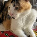 [GRIF' En Peine] Nous pleurons Choupette, chatte du monde réel.