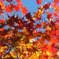 Momiji ou l'automne flamboyant