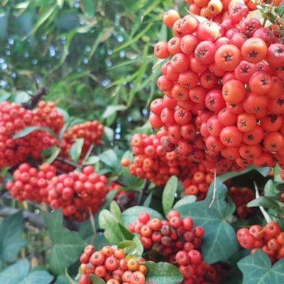 La semaine de Noël..au frais