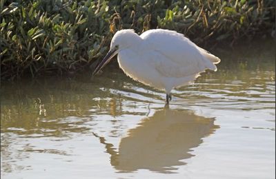 Divine aigrette