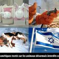 Vivisection interdite en Israël ! 