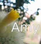 Le blog d'Amy