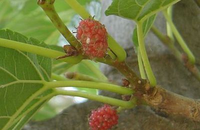 Mon arbre à mûres