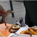 Nana et le moineau