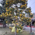 Calocedrus decurrens 'Aureovariegata'