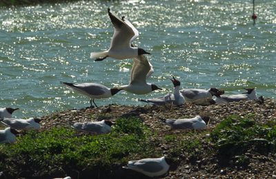  Les oiseaux du Marquenterre ( Baie de Somme )