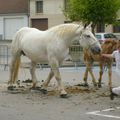 Concours élevage Boulonnais - 19 juin