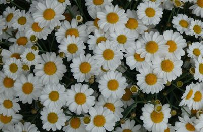 LE BOUQUET DU VENDREDI...