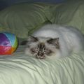Les Croquettes de mai 2012