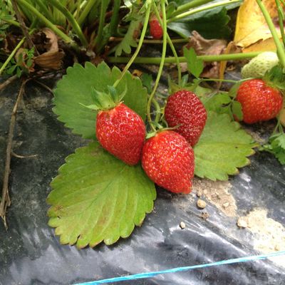 Du fraisier au panier