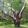 Frank Bruce sculpture trail, Cairngorms