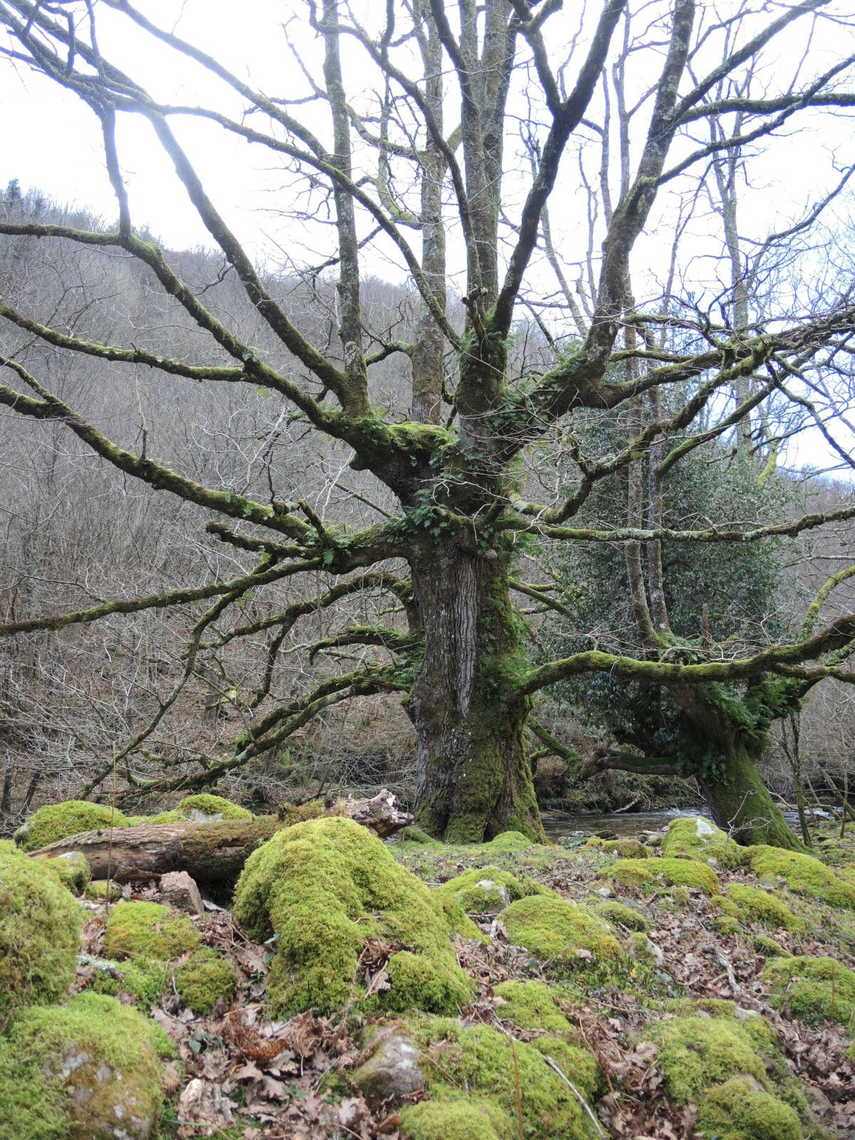 Aritzakun, maison Berekoetxea, arbre...... (Espagne)