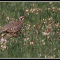 Rencontres ornithologiques en Petite Beauce