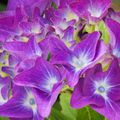 Fleurs d'hortensias