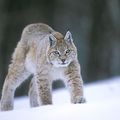 Le lynx
