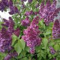 Les lilas sont magnifiques, je ne résiste pas au