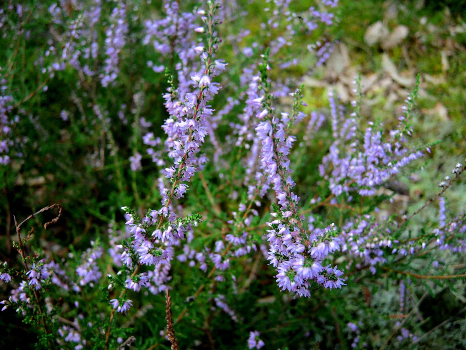 Corancy, bruyère (58)