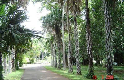 Ile Maurice : jardin de Pamplemousse