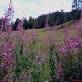 Rideau de fleurs.