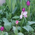 Les tulipes du jardin. Je devais jardiner mais vu