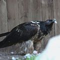 Charognard * Vulture
