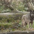 La France protège sa biodiversité en la liquidant