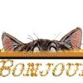 Chat perché !