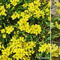 Chou des éboulis (Brassicacées)