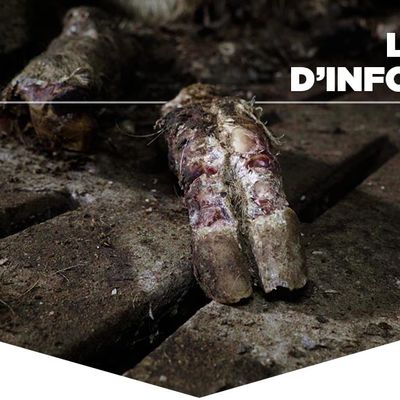 Cauchemar pour des dizaines de cochons abandonnés