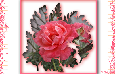 * Une rose pour toi maman.