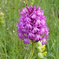 Orchis pyramidal