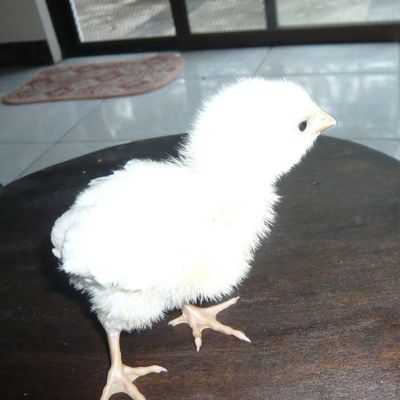 Jollibee et “le Moche” nos deux poussins