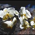 Orchidaceae ou mieux connue sous le nom de Orchidée 