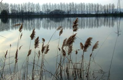 Au bord de l'etang 