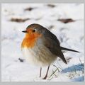 NEIGE FRAÎCHE CE MATIN... les rouges-gorges approchent des maisons.