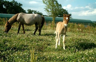 hirondelle et rocko