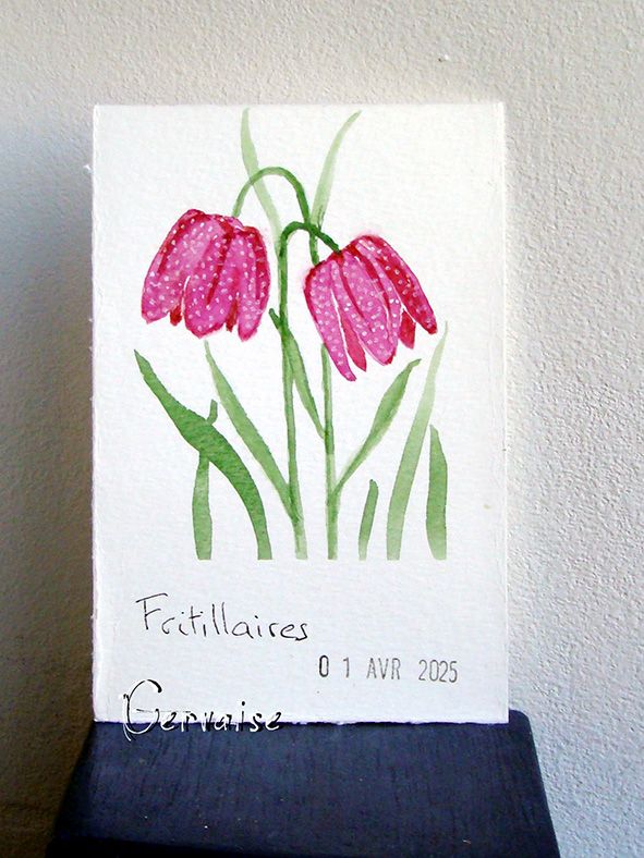 13 Fritillaire